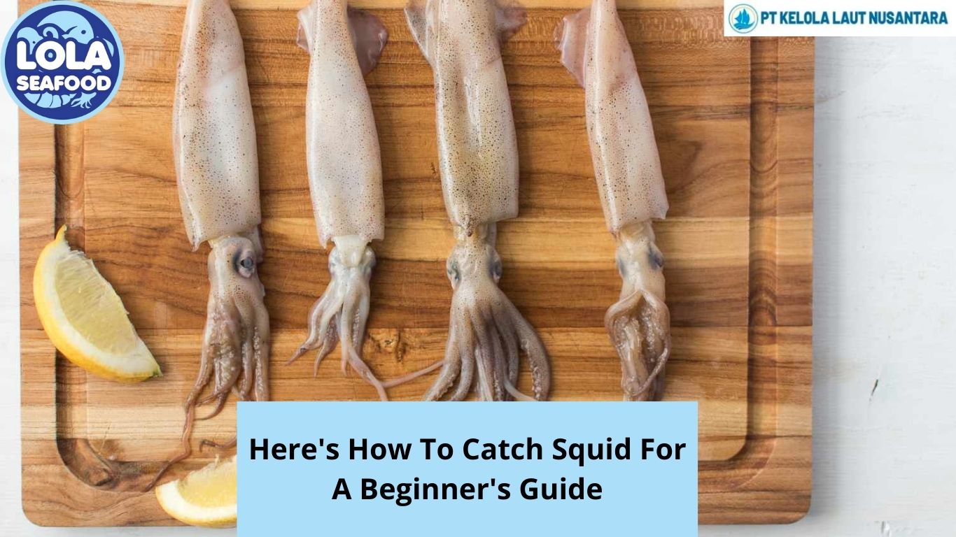 Here's How To Catch Squid For A Beginner's Guide